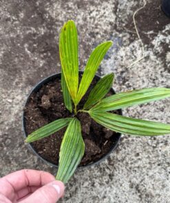 Alternative view of Trachycarpus nanus x ukhrulensis big plant nr 2