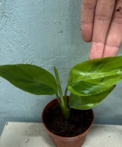 Alternative view of Strelitzia reginae variegated
