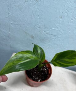 Strelitzia nicolai variegated nr 31