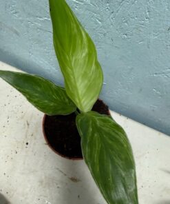 Alternative view of Strelitzia reginae mint variegated nr 2