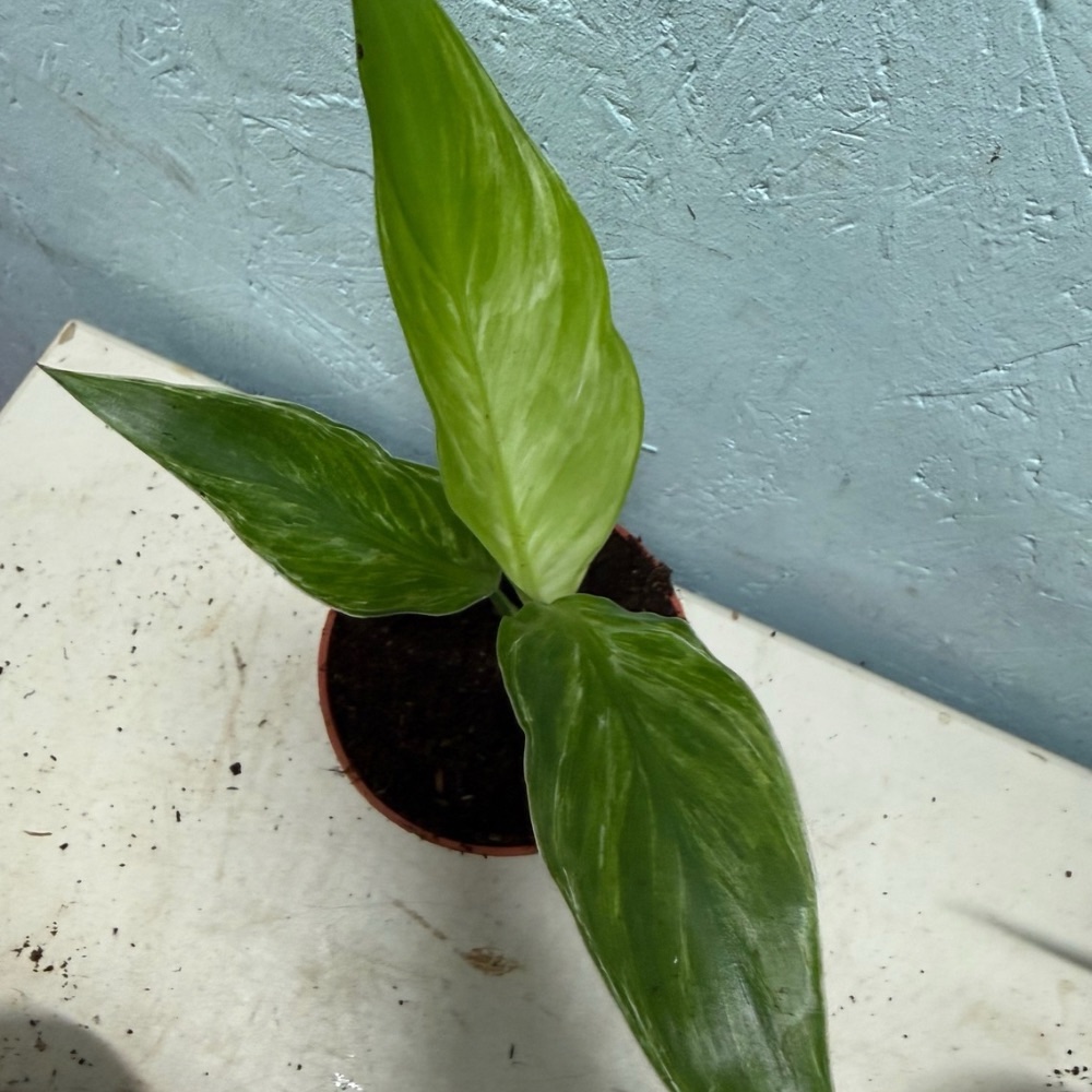 Strelitzia reginae mint variegated nr 2 - Image 2