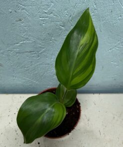 Alternative view of Strelitzia reginae variegated nr 3