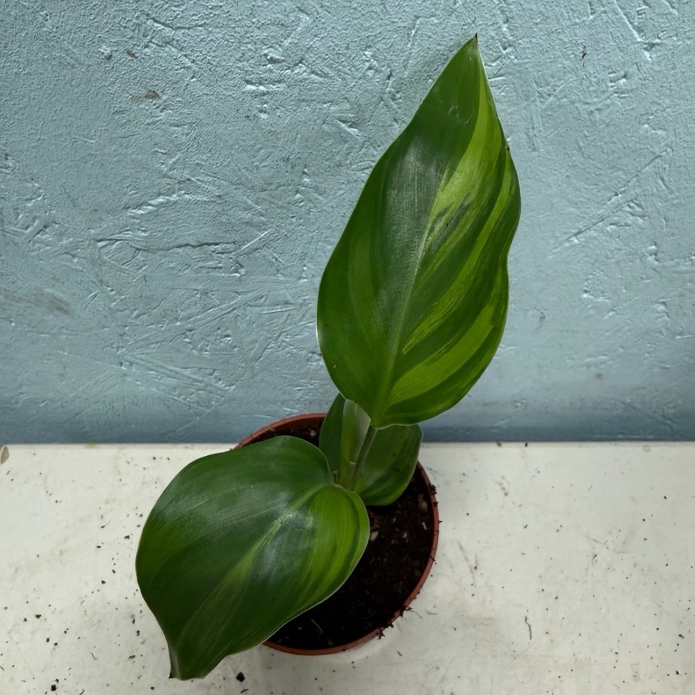 Strelitzia reginae variegated nr 3 - Image 2