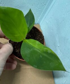 Musa dwarf cavendish variegated nr 6