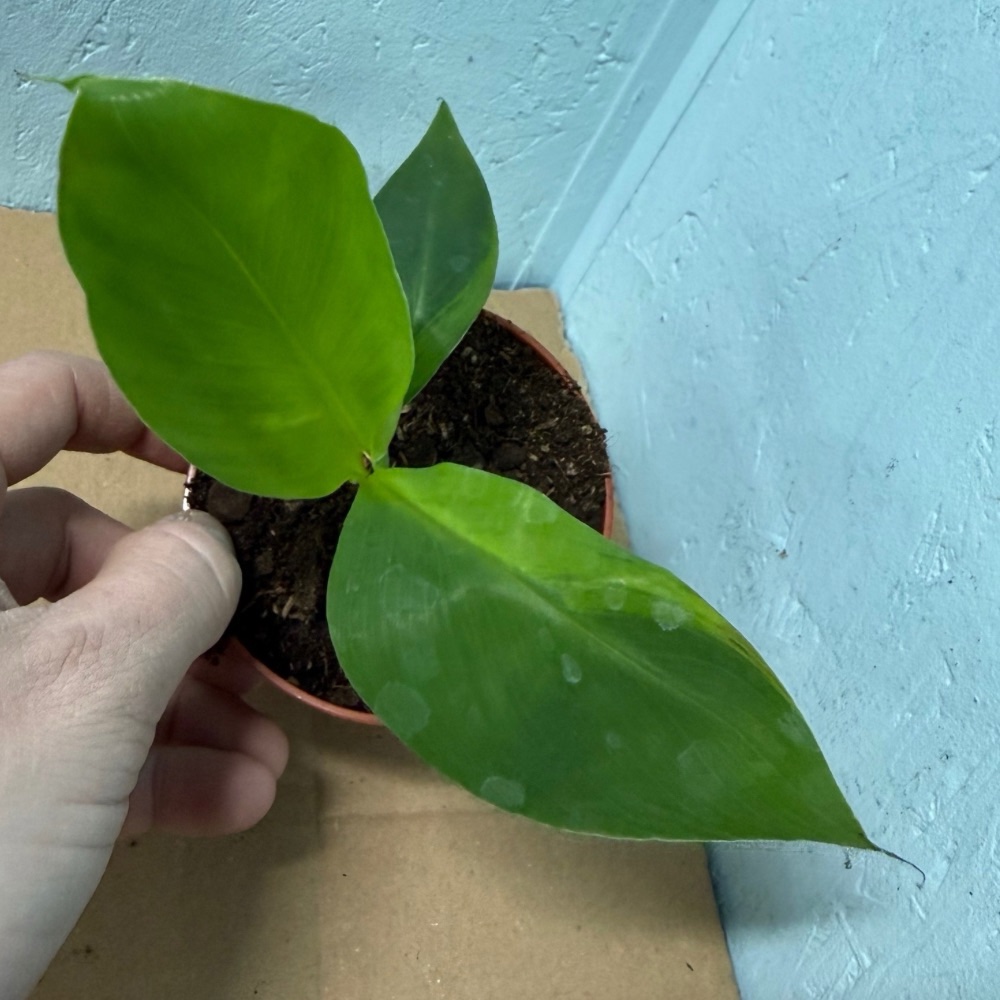 Musa dwarf cavendish variegated nr 6