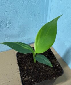 Musa basjoo variegated nr 68