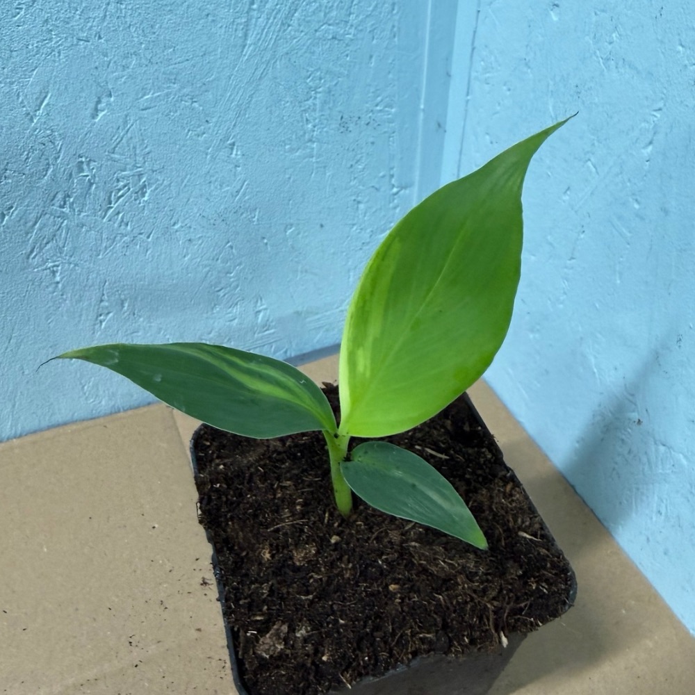 Musa basjoo variegated nr 68