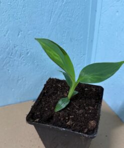 Musa basjoo variegated nr 69