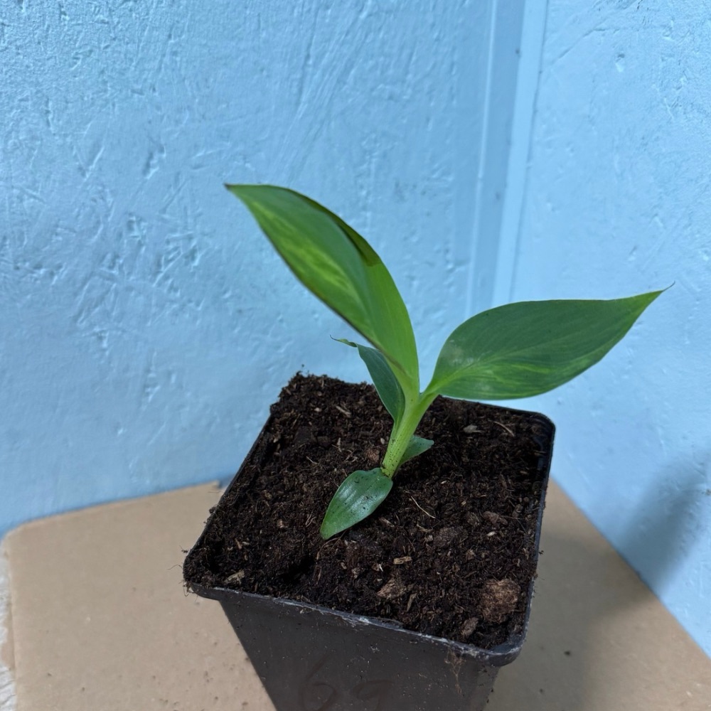 Musa basjoo variegated nr 69