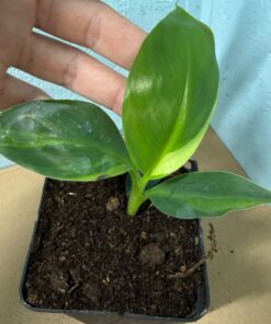 Musa basjoo variegated nr 70