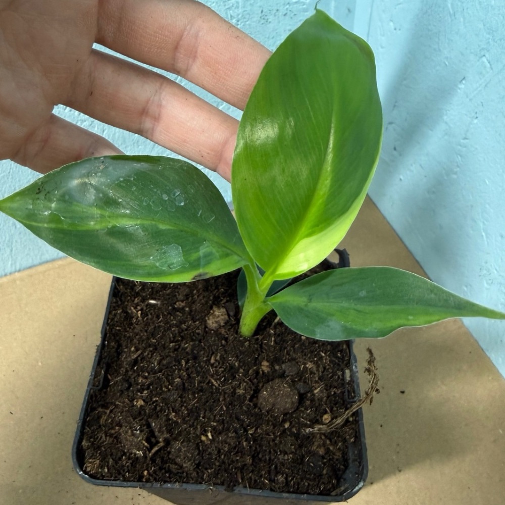 Musa basjoo variegated nr 70