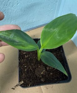 Musa basjoo variegated nr 71