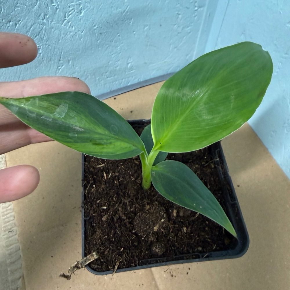 Musa basjoo variegated nr 71