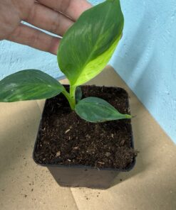 Musa basjoo variegated nr 72