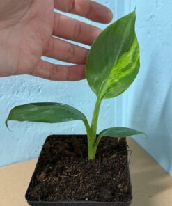 Musa dwarf cavendish variegated nr 7