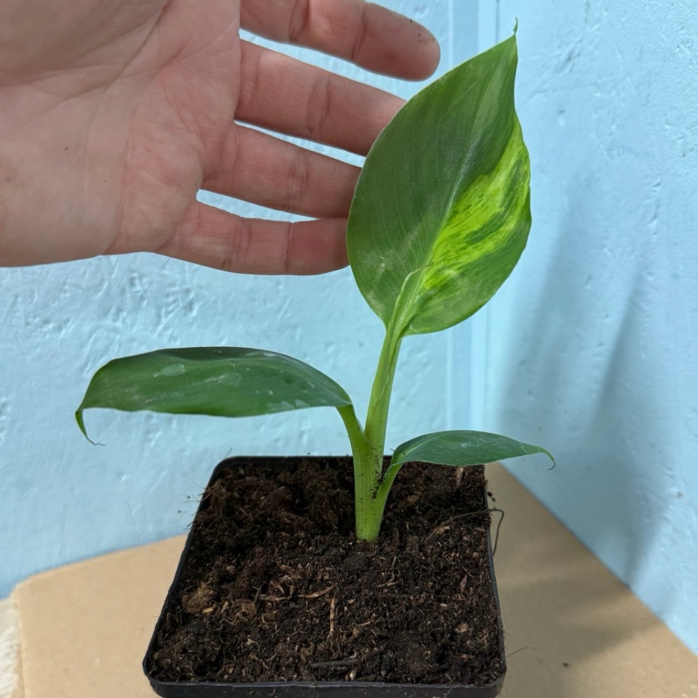 Musa dwarf cavendish variegated nr 7