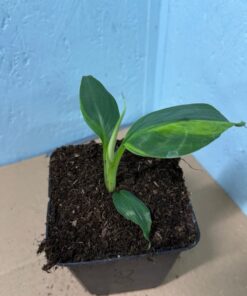 Musa dwarf cavendish variegated nr 8