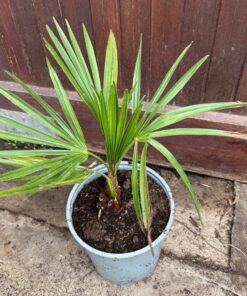 Alternative view of Trachycarpus nanus tall silver medium size