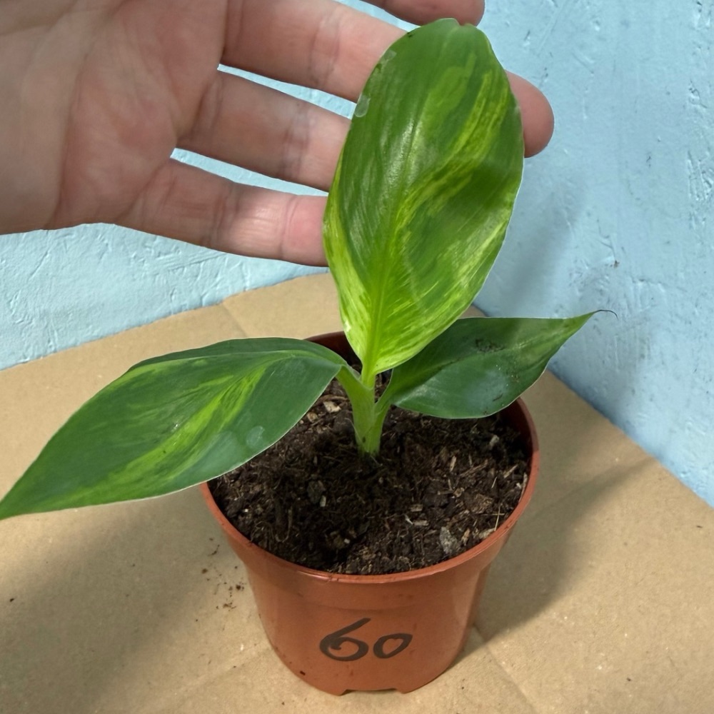 Musa basjoo variegated nr 60