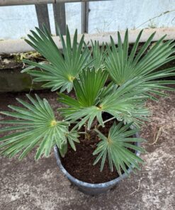 Trachycarpus wagnerianus XL 10 liter pot