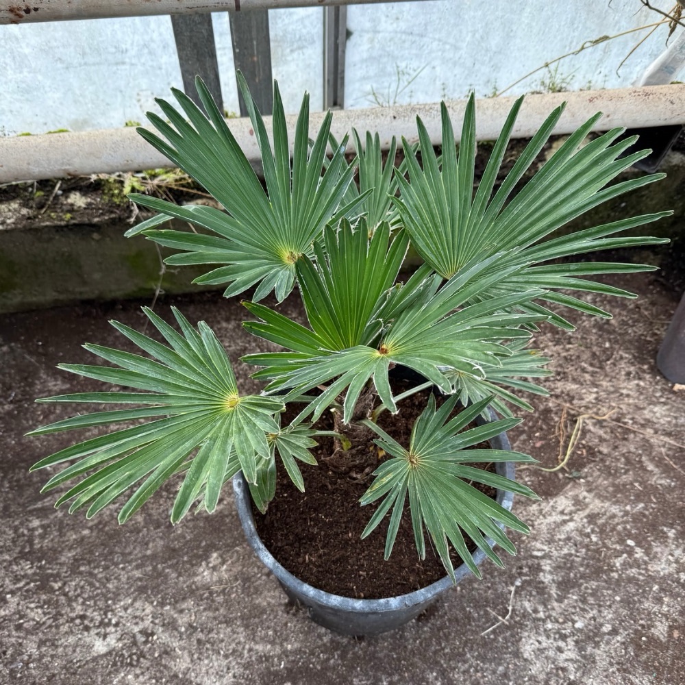 Trachycarpus wagnerianus XL 10 liter pot