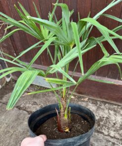 Trachycarpus kumaon x naggy big plant