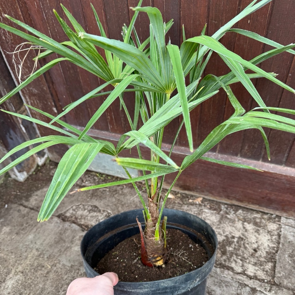 Trachycarpus kumaon x naggy big plant