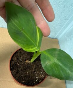 Alternative view of Musa dwarf cavendish variegated nr 5