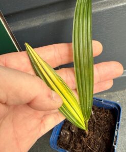 Alternative view of Trachycarpus fortunei variegated