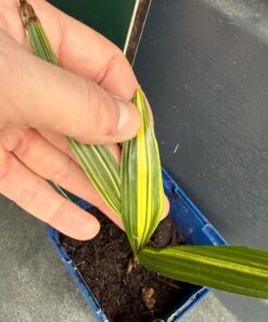 Alternative view of Trachycarpus fortunei variegated nr 4