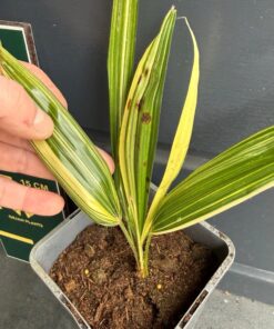 Alternative view of Trachycarpus fortunei variegated XL