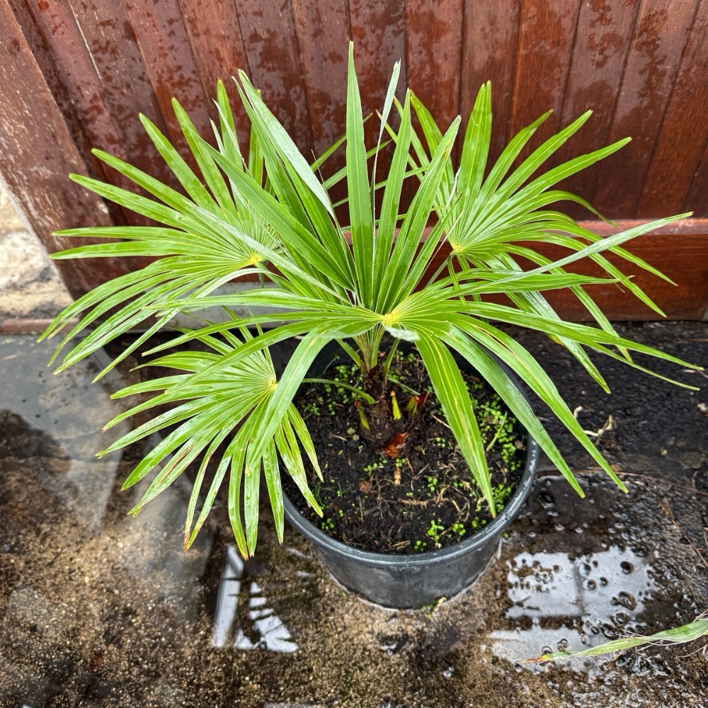Trachycarpus princeps x fortunei XL