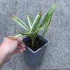 Trachycarpus fortunei variegated XL - Image 2