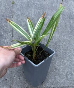 Alternative view of Trachycarpus fortunei variegated XL