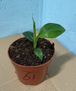 Musa basjoo variegated nr 61