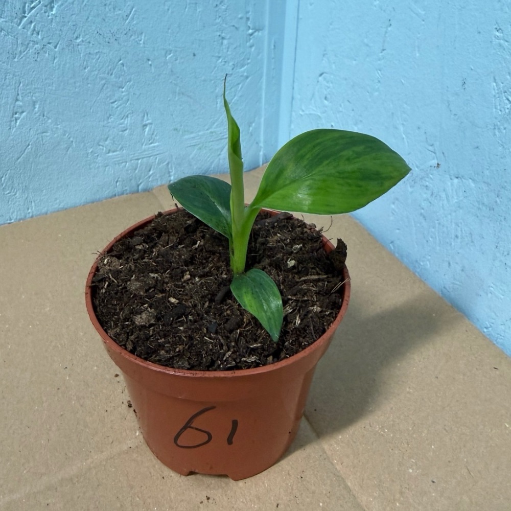 Musa basjoo variegated nr 61