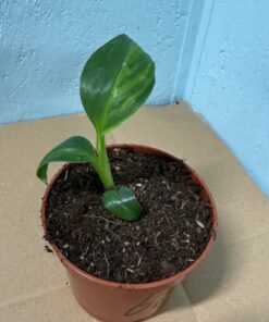 Musa basjoo variegated nr 62