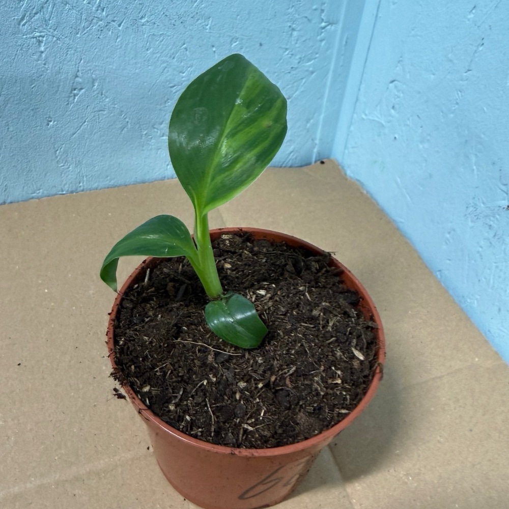 Musa basjoo variegated nr 62