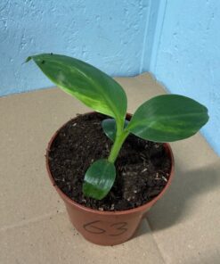 Musa basjoo variegated nr 63