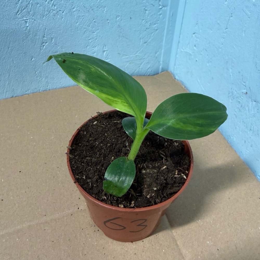 Musa basjoo variegated nr 63