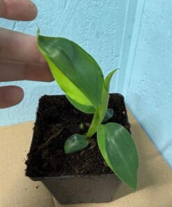 Musa basjoo variegated nr 64