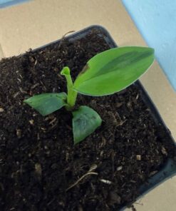 Musa basjoo variegated nr 65