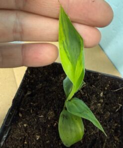 Musa basjoo variegated nr 66