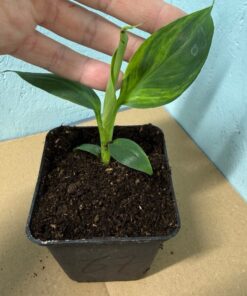 Musa basjoo variegated nr 67