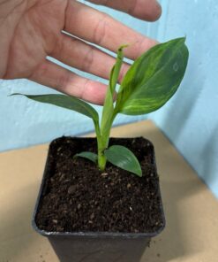 Alternative view of Musa basjoo variegated nr 67