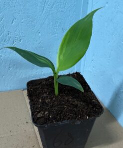 Alternative view of Musa basjoo variegated nr 68
