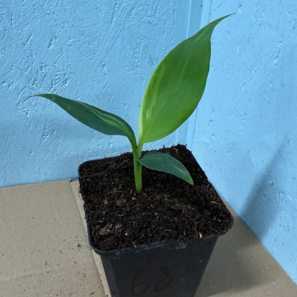 Musa basjoo variegated nr 68 - Afbeelding 2