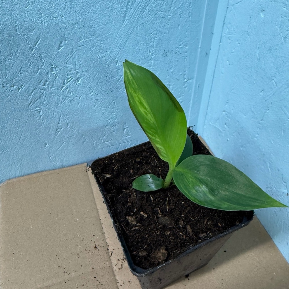 Musa basjoo variegated nr 69 - Afbeelding 2