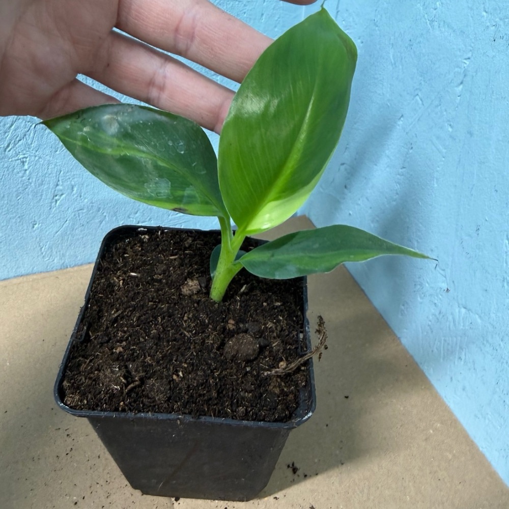 Musa basjoo variegated nr 70 - Afbeelding 2