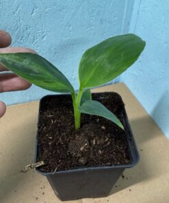 Alternative view of Musa basjoo variegated nr 71